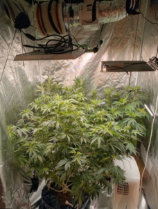 jelly runtz growing yelo rx cannabis online