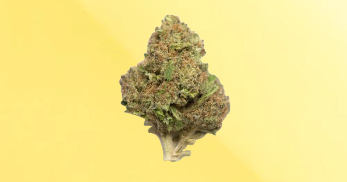 Jelly runtz strain review Yelo Rx