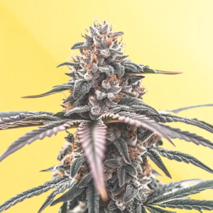 wedding cake strain review yelo rx