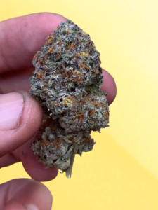 wedding cake strain review yelo rx
